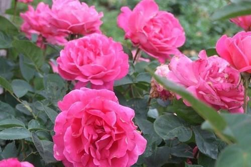 4种漂亮花，每次花后都要重剪，不然复花难，赏花变观叶