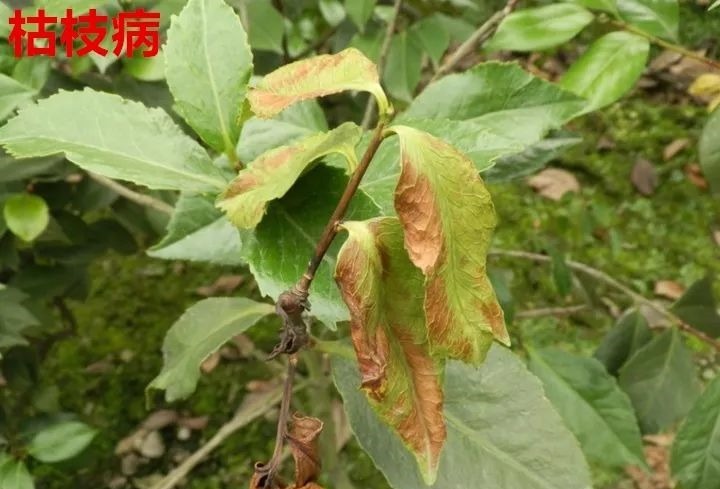 花养成光杆司令，别扔了、还有救，3天起死回生！