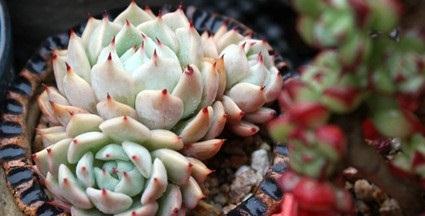 冬天养护多肉红爪,注意这四点,株型紧凑叶尖猩红更诱人