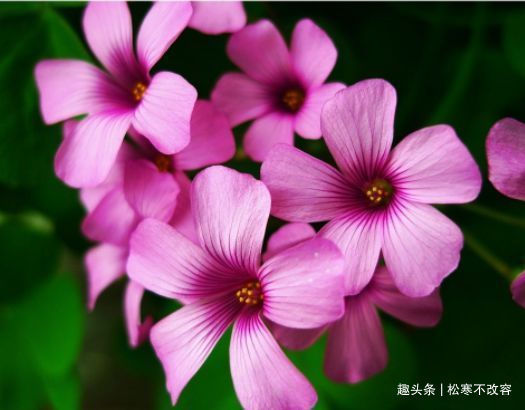 新手养花难这些花卉好养易开花，极其耐旱耐寒，爆盆快