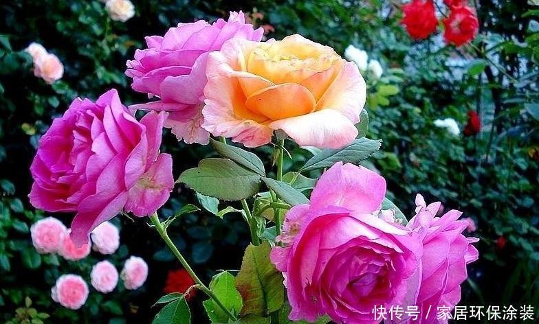 20款紫色月季品种。浓香、抗病非常好养,天然紫色唯美盛开