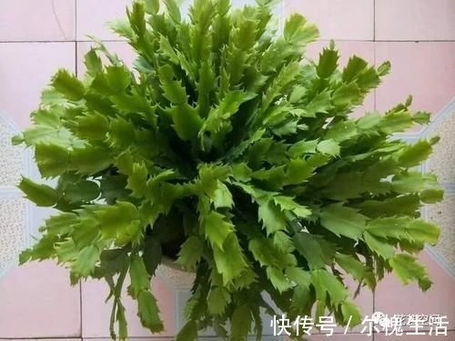 分化|三角梅、君子兰、蟹爪兰、不开花，让人头疼，教你一招解决！