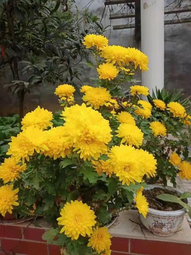 满庭芳$歌咏菊花诗词29首:天生一种金黄色，到底难称富贵花