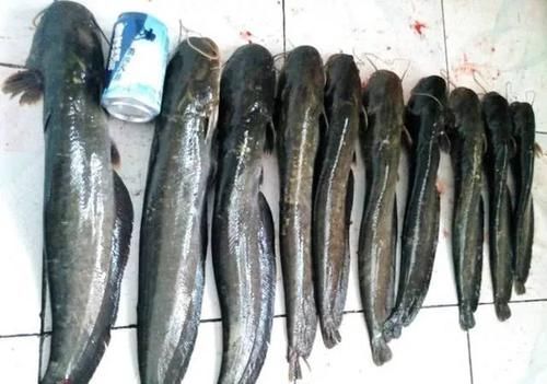 老家|老家山洞口,有百斤大鱼出没,引来钓鱼人天天钓