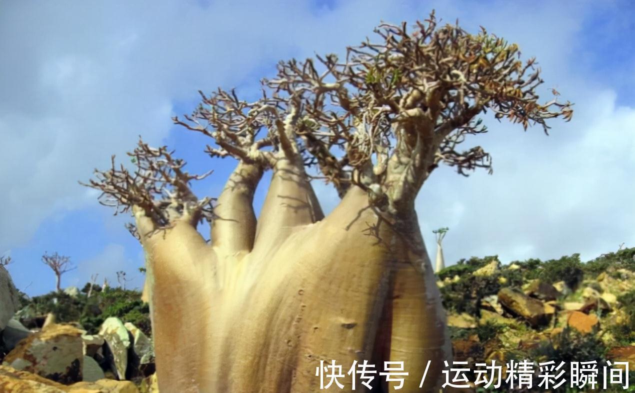 天冷需要多晒的“8种花”,有些还要“断粮少水”,不然熬不过冬