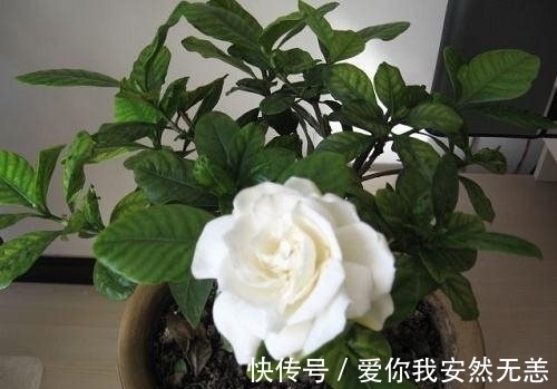 农历十一月大雪过后，养什么花？家里养3种花，幸福如意吉祥如意