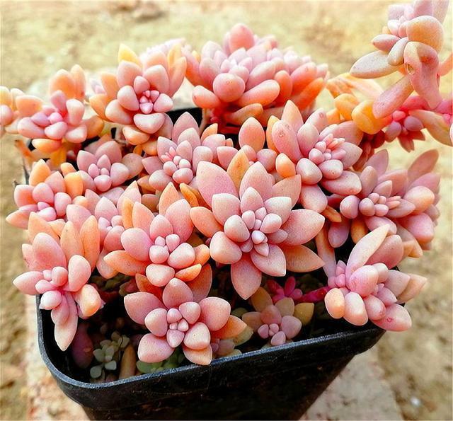 多肉中的“爆盆之王”,养护掌握6要点,叶子饱满,长成粉色瀑布