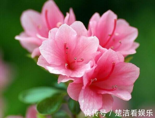 4种公认难养的花,稍有不慎,白忙一场,只剩盆,坑!