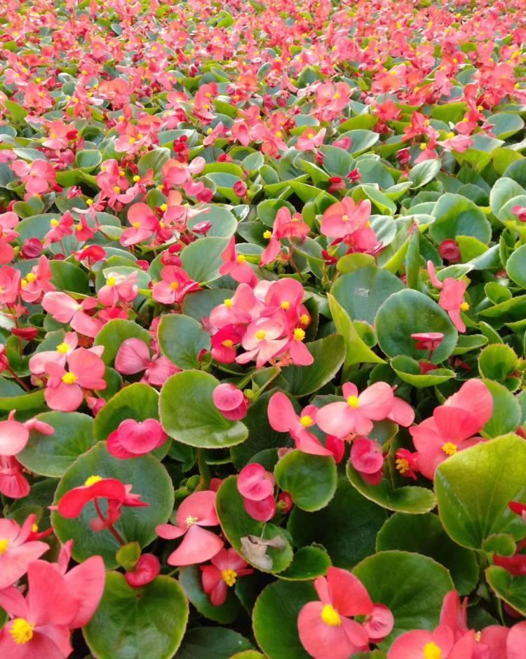 藤条|夏天该入手什么植株？这三种一定要安排上，好看又香