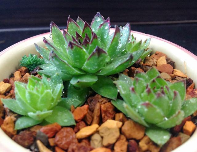 观音莲多肉叶片饱满有个性,想要养出“爆盆”感,这几招别错过