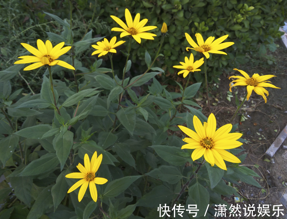 奇葩|奇葩的入侵植物没人厌,开花是菊收获是姜,比姜不辣好吃百倍