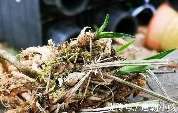 肥料|兰花生命力很强,决定能否种植成活的,并不是土壤与肥料