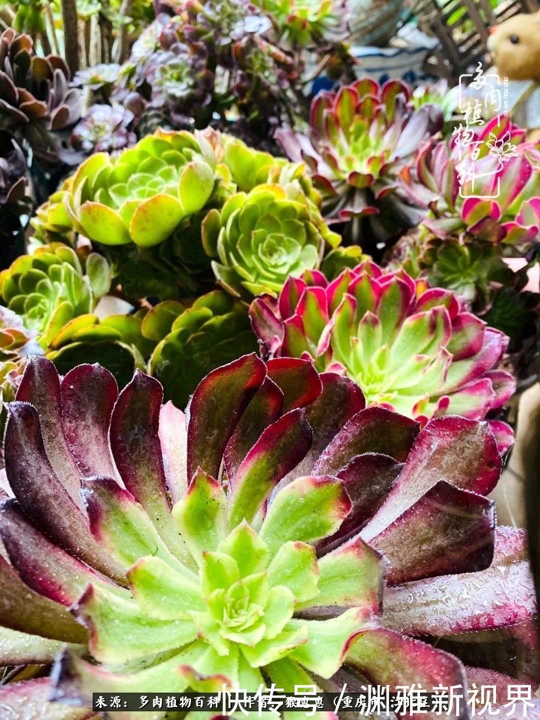 若不尝试,何以了解!原来这才是多肉们该有的样子!