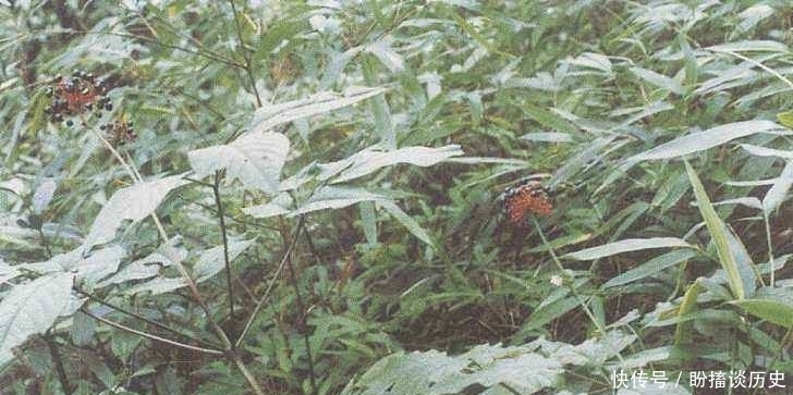 采挖|900元一斤的野草,很珍贵,遇见请不要随意采挖