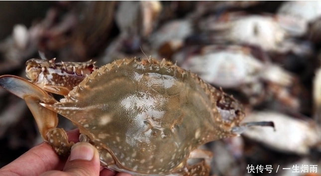 买到|买螃蟹时,学会从2个方面入手来挑选,包你买到的个个膏腴肥美