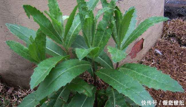 野菜|它被称为“天然抗生素”,农村常见,价值珍贵却惨遭忽视,可惜了