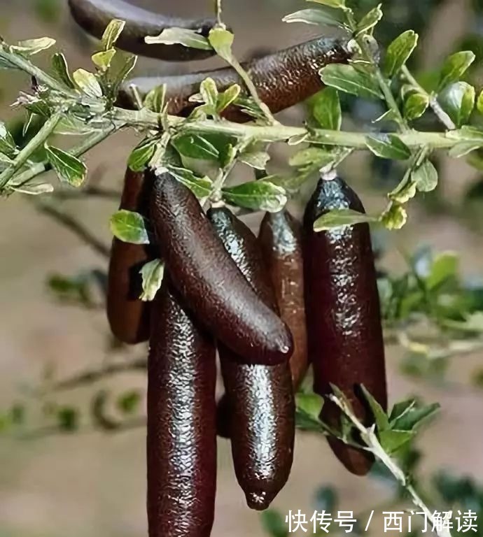 你绝对没见过的奇特的瓜果蔬菜!大开眼界!