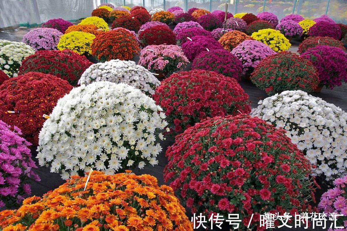 10种适合在秋季购买的盆栽花卉,提前买好,冬春时节持续有花开