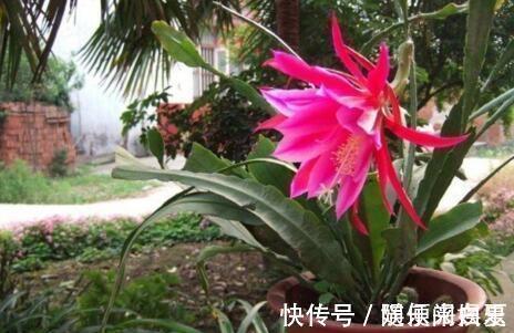 腐熟|养“令箭荷花”,把它砸一砸,扔盆里,花开大如碗,漂亮!