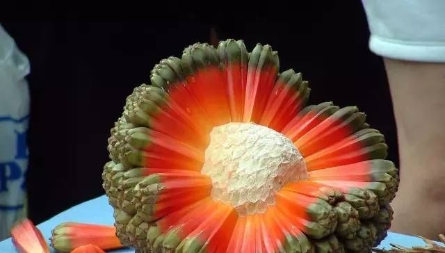 草莓|世界上最贵的水果,吃过3种以上的都是土豪啊