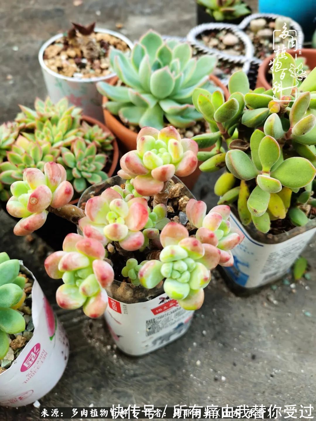 人如多肉,经阳光雨露历练后,亦会越挫越勇!