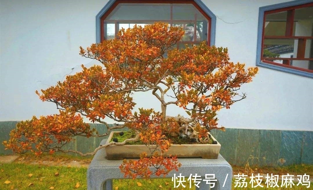 栽培|养花久了,可以栽培这6种树,培养成盆景,不仅好看,而且价值高