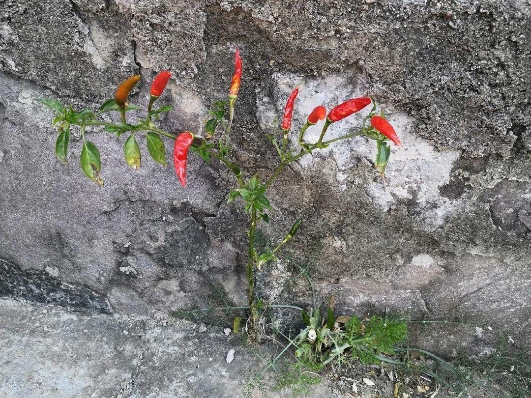 3个月后才回家,家里的花疯了,墙缝、房顶都爬满!
