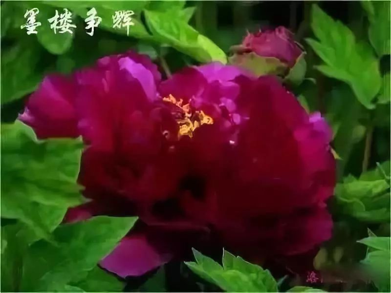 珊瑚台|牡丹盛开！盛况空前，绝对罕见，太美太漂亮了！