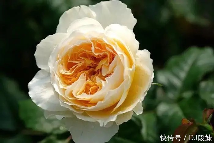 盘点容易混淆的黄花月季品种，能分清其中五个，你就是养花大神