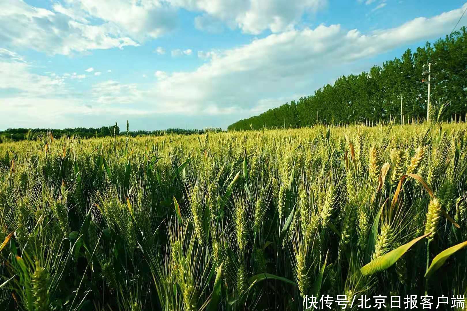 麦黄迎芒种|北京通州，麦黄迎芒种