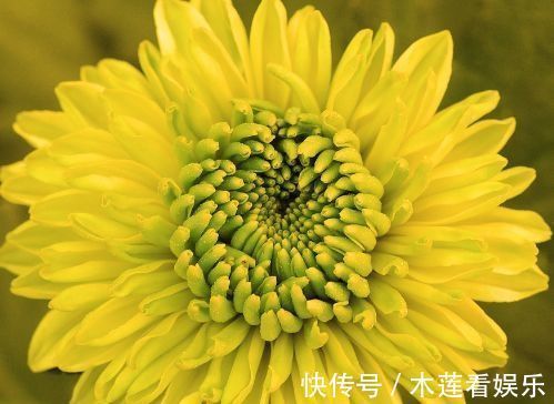 高雅|喜欢菊花，一定要养盆“珍稀名菊”雨润葵黄，柔美高雅，一次开爆