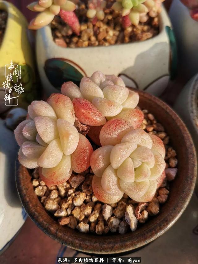 养多肉近四年，一路的走来，阳光总在风雨后！