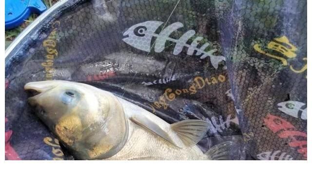 浮漂|手竿钓鲢鳙,你不知道的5个小知识,对提升鱼获很有帮助