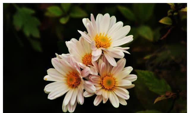 天秤座|八天后,运势大好,生活幸福美满的3星座