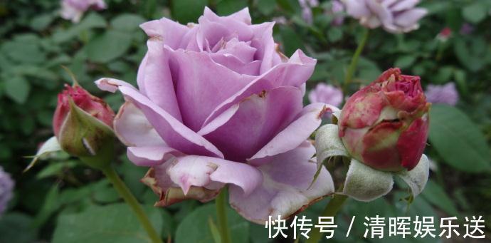 菊花|喜欢菊花，不如养盆“精品玫瑰”奥古斯玫瑰，似清新美人，美极了