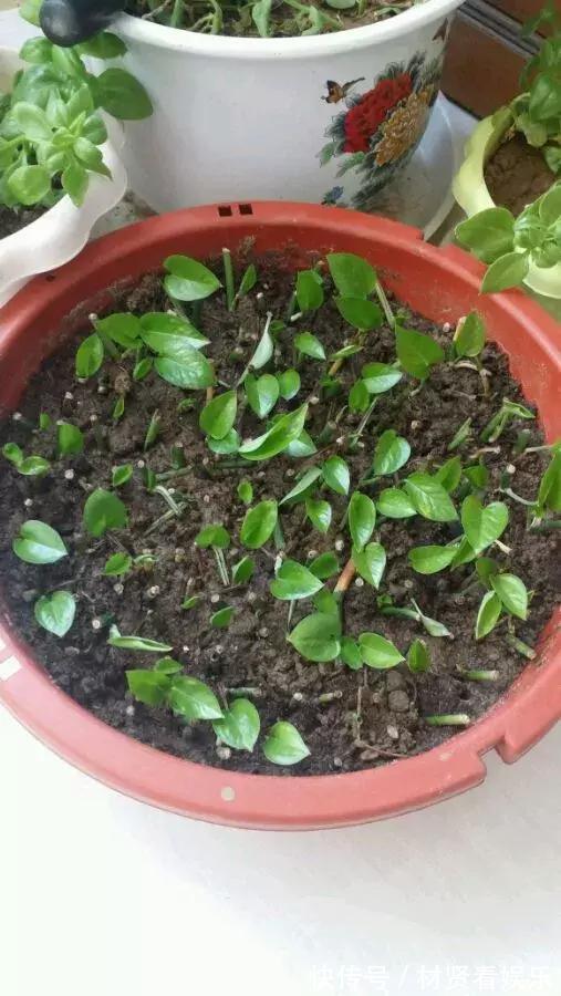 花友|君子兰、绿萝秋天“砍一刀”,呼呼冒出8个芽,赚了!