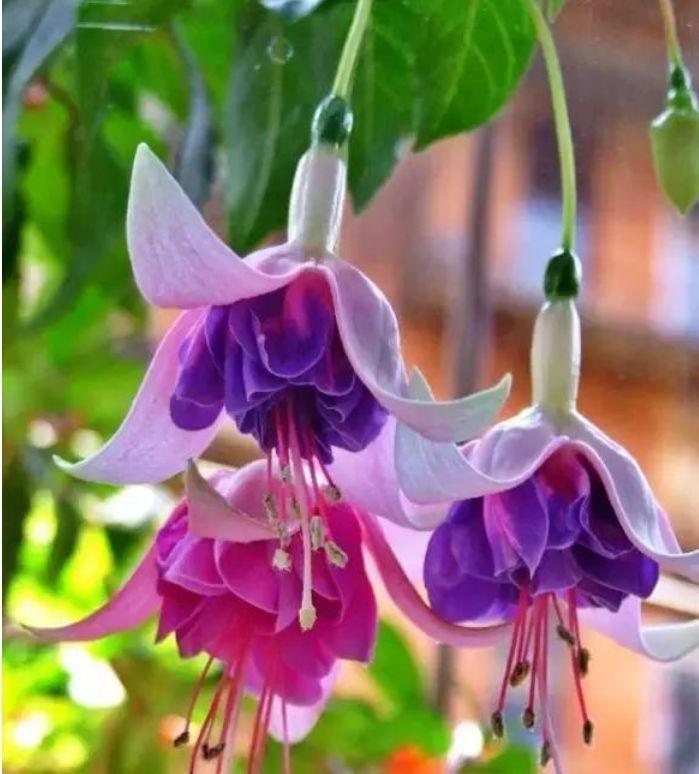 4种花,号称高贵女王花,雍容华贵,养护简单