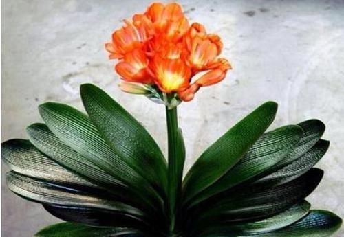 君子兰喜欢1种肥,盆土里挖洞埋一点,叶子比花美!