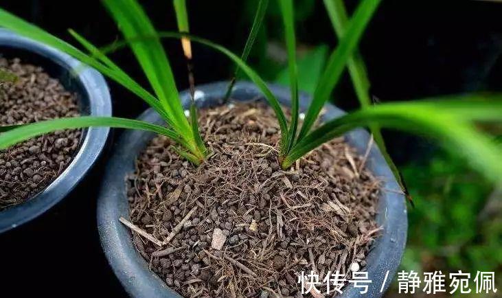 栽种|兰花上盆,5个窍门细节做足,根系深,花箭窜,兰花多又香