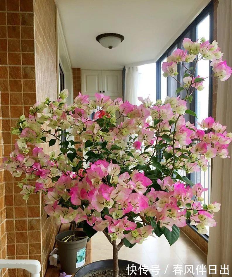 叶片|适合9月养的花,花大色艳,爱开花,很漂亮,关键很好养