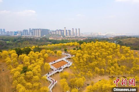 广西南宁黄花风铃木盛放 游客畅游“黄金花海”