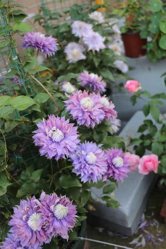 3种爬藤花是“开花大王”，阳台养几盆，半年成花墙！