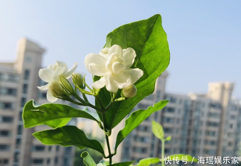 你喜欢什么花,就是什么性格的人,都进来看看吧!