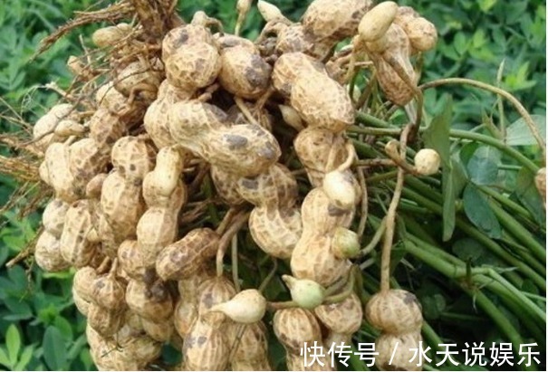花生|花生养颜排毒、滋养补气,农民掌握病害防治,来年种出高产的花生