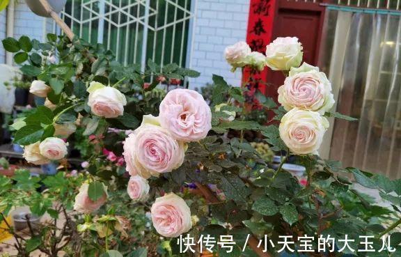 记录一下我养过的花,1000多盆都有啥