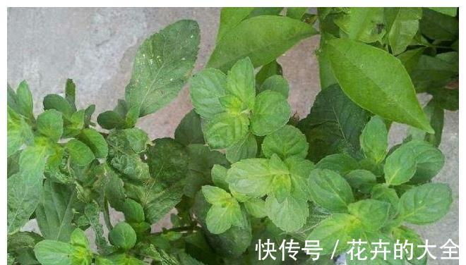 面条|农家小院最受欢迎的几种蔬菜，随吃随取，你最喜欢吃那个？