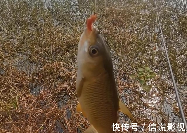 立冬后降温明显，野钓根据天气，抓住最后的“窗口期”