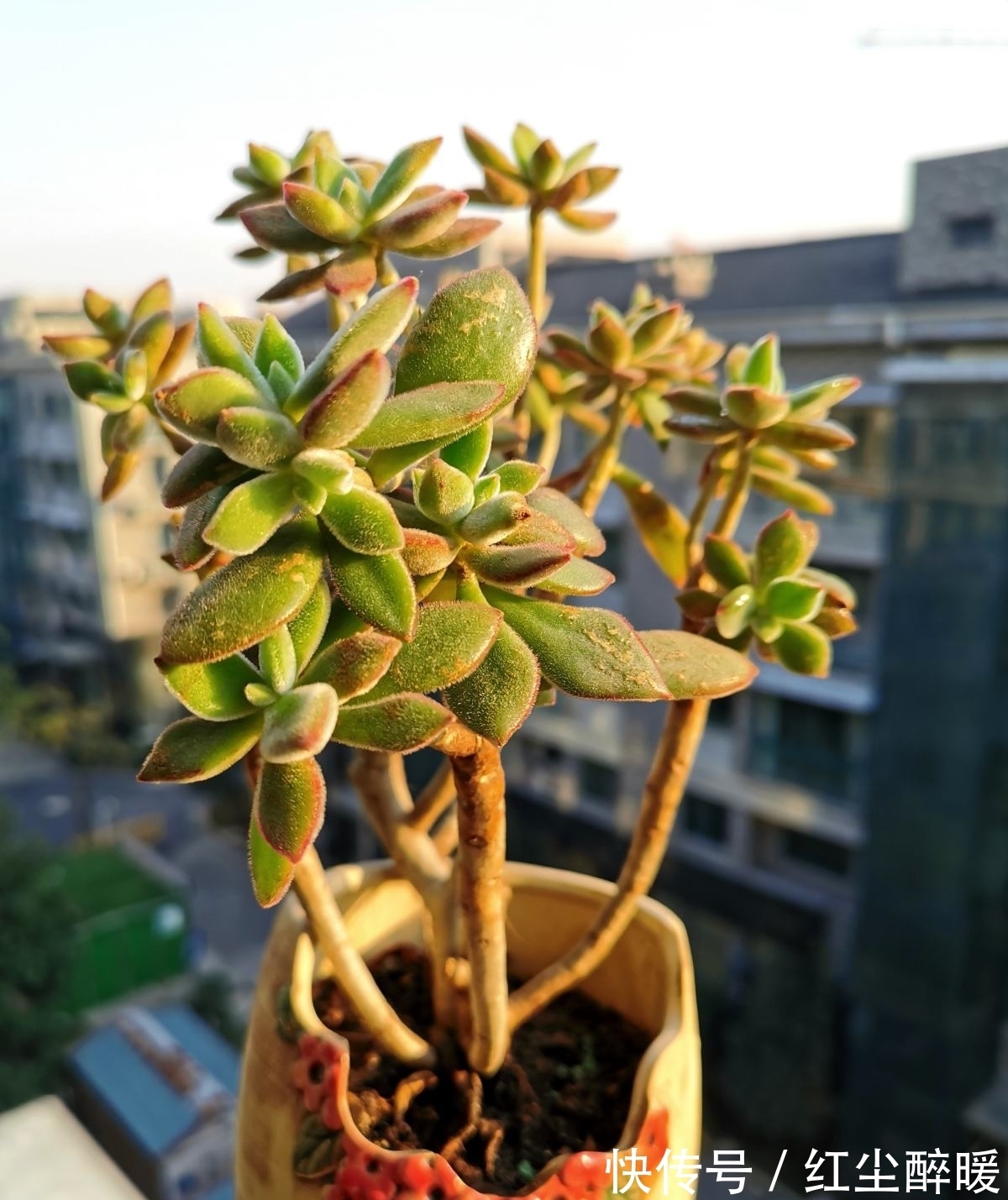 现在这个季节扦插多肉,只要温度合适,反而冬天长更快