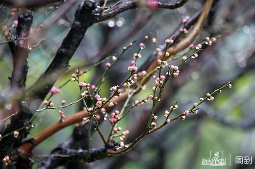 晨镜头|外滩黄浦公园:雨中红梅含苞待放,春节期间将迎盛花期 | 有个