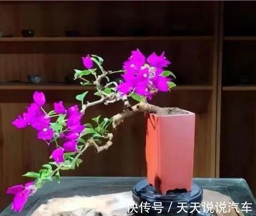 三角梅微盆极有神韵,教你几招快速获得三角梅微盆景